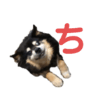 犬のぬい あいうえお①（個別スタンプ：17）