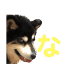 犬のぬい あいうえお①（個別スタンプ：21）