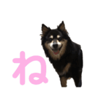犬のぬい あいうえお①（個別スタンプ：24）