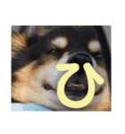犬のぬい あいうえお①（個別スタンプ：27）