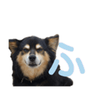 犬のぬい あいうえお①（個別スタンプ：28）