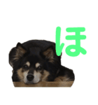 犬のぬい あいうえお①（個別スタンプ：30）