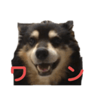 犬のぬい あいうえお①（個別スタンプ：32）