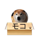 森井家専用2（個別スタンプ：38）