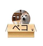 森井家専用2（個別スタンプ：39）
