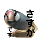 桜文鳥わすけ かしこまりわす（個別スタンプ：1）