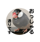 桜文鳥わすけ かしこまりわす（個別スタンプ：7）