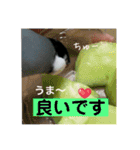 桜文鳥わすけ かしこまりわす（個別スタンプ：8）