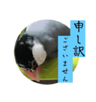 桜文鳥わすけ かしこまりわす（個別スタンプ：10）