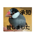 桜文鳥わすけ かしこまりわす（個別スタンプ：12）