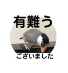 桜文鳥わすけ かしこまりわす（個別スタンプ：16）