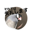 桜文鳥わすけ かしこまりわす（個別スタンプ：23）