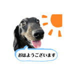 犬は正義【Seasonわん】（個別スタンプ：1）