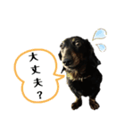 犬は正義【Seasonわん】（個別スタンプ：2）