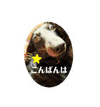 犬は正義【Seasonわん】（個別スタンプ：4）