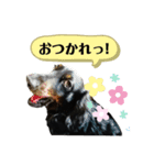 犬は正義【Seasonわん】（個別スタンプ：5）