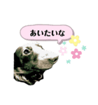 犬は正義【Seasonわん】（個別スタンプ：14）