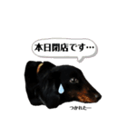 犬は正義【Seasonわん】（個別スタンプ：16）