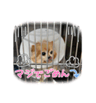 ウチの子がいちばん2（個別スタンプ：2）