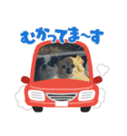 ウチの子がいちばん2（個別スタンプ：12）