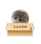 スコティッシュフォールド  メル part2（個別スタンプ：5）