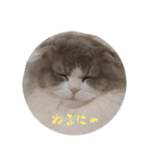 スコティッシュフォールド  メル part2（個別スタンプ：6）