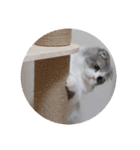 スコティッシュフォールド  メル part2（個別スタンプ：8）