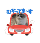 スコティッシュフォールド  メル part2（個別スタンプ：16）