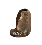 スコティッシュフォールド  メル part2（個別スタンプ：17）