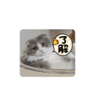 スコティッシュフォールド  メル part2（個別スタンプ：23）