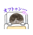スコティッシュフォールド  メル part2（個別スタンプ：28）