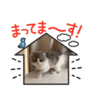 スコティッシュフォールド  メル part2（個別スタンプ：33）