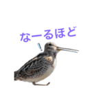 北海道野鳥小動物by myphoto 1（個別スタンプ：4）