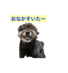 ポメプー黒犬モコ（個別スタンプ：6）