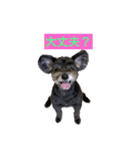 ポメプー黒犬モコ（個別スタンプ：11）