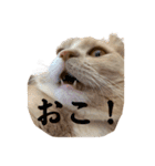 キンカロー天使（個別スタンプ：7）