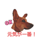 レーベンっ子のおしゃべり1（個別スタンプ：1）