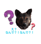 レーベンっ子のおしゃべり1（個別スタンプ：5）