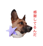 レーベンっ子のおしゃべり1（個別スタンプ：10）