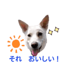 レーベンっ子のおしゃべり1（個別スタンプ：11）