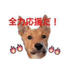 レーベンっ子のおしゃべり1（個別スタンプ：14）