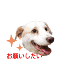 レーベンっ子のおしゃべり1（個別スタンプ：15）