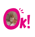毎日、猫（個別スタンプ：1）