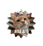 毎日、猫（個別スタンプ：3）