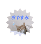 毎日、猫（個別スタンプ：4）