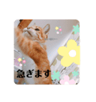 毎日、猫（個別スタンプ：6）