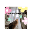 毎日、猫（個別スタンプ：8）