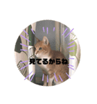 毎日、猫（個別スタンプ：9）