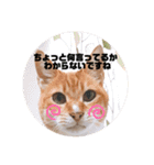 毎日、猫（個別スタンプ：10）