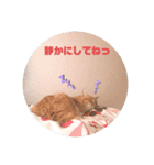毎日、猫（個別スタンプ：11）